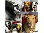 Adopt Twilight and Smooch a TanYellowFawn Border Collie  Labrado