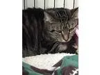 Adopt Tabatha a Domestic Shorthair  Mixed (short coat) cat in Wi