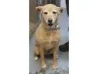 Adopt KiaAMAZING GIRL a Labrador Retriever Golden Retriever