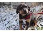 Adopt Chip a Shepherd (Unknown Type)  Rottweiler  Mixed dog in P