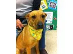 Adopt Lulu a Shepherd Terrier