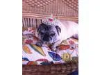 Adopt Mrs a Pug