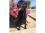 Adopt Gemma a Labrador Retriever Shepherd