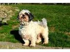 Adopt Pip a White - with Black Shih Tzu  Mixed dog in Pittsburgh