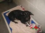 Adopt Sierra a Black Cockapoo  Mixed dog in St Helens OR (151835