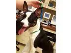 Adopt Chevy a Terrier