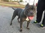 Adopt Chanel a GraySilverSalt and Pepper - with White Pit Bull T