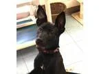 Adopt Millie a German Shepherd Dog Labrador Retriever