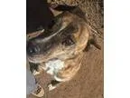Adopt Beefy a Pit Bull Terrier