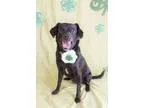 Adopt Maggie a Black Terrier (Unknown Type Small)  Pug  Mixed do