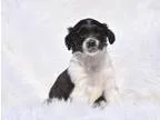 Adopt Lucie a Shepherd Labrador Retriever