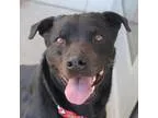 Adopt Daisy a Black Rottweiler  Mixed dog in Wichita KS (1524916