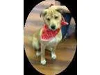 Adopt Thumper a German Shepherd Dog