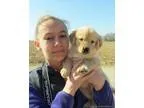 Akc reg adorable golden retriever puppies for sale