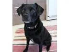 Adopt Maggie a Terrier Pug