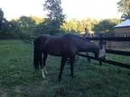 Gelding For Sales