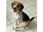 Adopt Dixie a Treeing Walker Coonhound  Mixed dog in Euless TX (