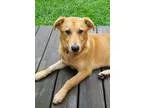 Adopt Boyd a RedGoldenOrangeCh estnut Labrador Retriever  Golden