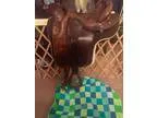 Beautiful OrthoFlex Endurance Saddle 15 &quot Seat