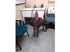Adopt Pepper a Catahoula Leopard Dog