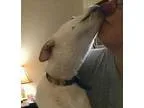Adopt Ivy a Basenji Corgi