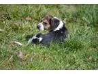 Romeo Male Yorkiepoo puppy for Sale in Ohio