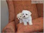Potty Trained Maltese For Rehoming