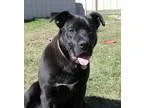 Adopt Zeus a Labrador Retriever