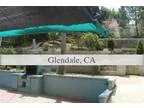 Wilson - Male Chihuahua