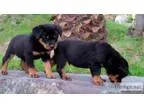 Two AKC German Rottweiler Puppies