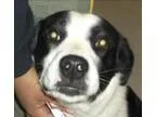 Adopt Rags a Border Collie