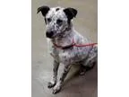 Adopt Donovan a Cattle Dog
