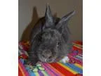 Adopt Oliver a Bunny Rabbit