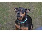 Adopt Rico a Black - with Tan Yellow or Fawn Miniature Pinscher 