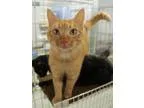 Adopt Simba a Tabby - Orange