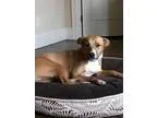 Adopt Sasha a Border Collie