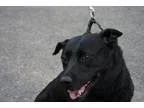 Adopt Rescue Maya a Labrador Retriever