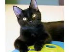 Adopt Ryder Adopted a Domestic Short Hair-black