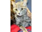 Adopt Gracie a Domestic Short Hair - gray and white