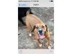 Adopt Little Red a Labrador Retriever Beagle