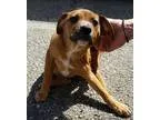 Adopt COWBOY a Pit Bull Terrier  Mixed dog in Sacramento CA (155