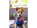 Adopt Vonnie a Miniature Pinscher