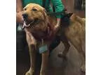 Adopt Darby a RedGoldenOrangeCh estnut Golden Retriever  Mixed d