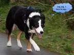 Adopt Bea a Border Collie