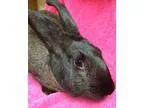 Adopt Luna a Black Silver Fox  Mixed (short coat) rabbit in Edin