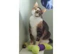 Adopt Chloe  Supermodel a Calico or Dilute Calico Calico (short 
