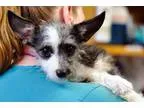 Adopt Terra a TanYellowFawn Terrier (Unknown Type Small)  Mixed 