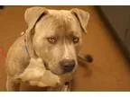 Adopt Rylan a Brindle American Pit Bull Terrier  Mixed dog in Wi