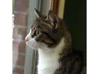 Adopt Sophie a Brown Tabby Domestic Shorthair  Mixed (short coat