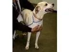Adopt Sparkles a Pointer